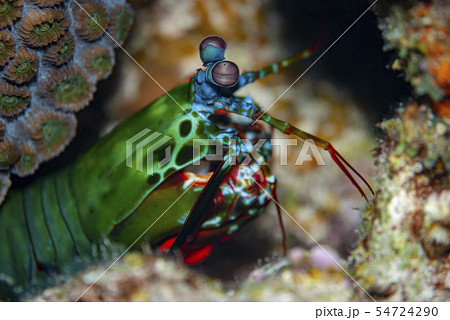 モンハナシャコ 54724290