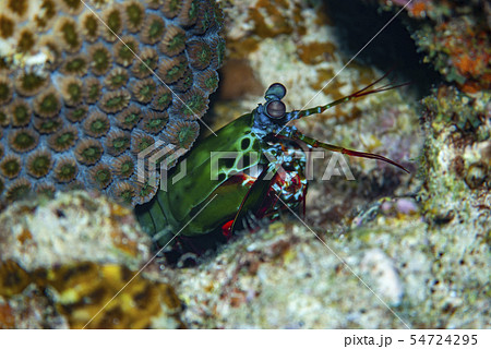 モンハナシャコ モンハナシャコ 54724295