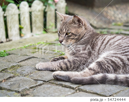 wild cat, closeup portrait with face. wild cat, closeup portrait with face. 54724444