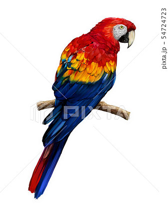 コンゴウインコのイラスト Scarlet Macaw Illustrationのイラスト素材