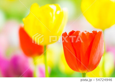 チューリップ STF チューリップ STF 54724946