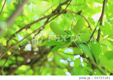 アケビの実 54725161