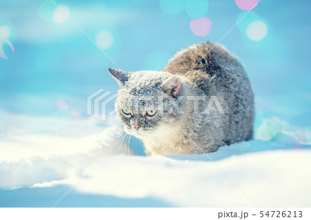 Cute Siamese cat walks in deep snow in the garden Cute Siamese cat walks in deep snow in the garden 54726213