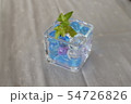 ハイドロカルチャーによるヘデラ栽培事例 54726826
