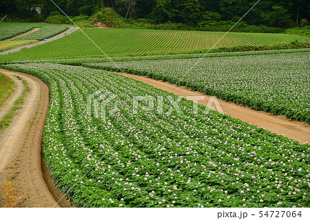 北海道喜茂別町で満開の花が咲いているジャガイモ畑の夏の風景を撮影 54727064