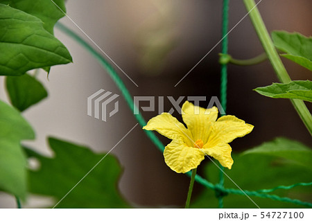ゴーヤの花の写真素材