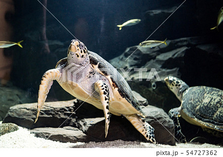 水槽の中の海亀の写真素材 水槽の中の海亀の写真素材