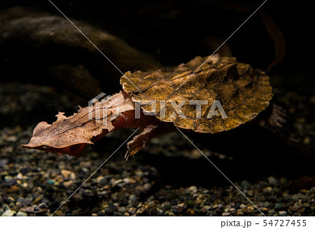 淡水亀の写真素材