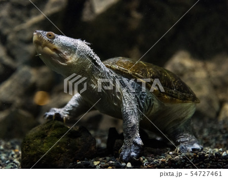 淡水亀の写真素材