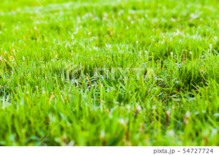 Fresh green grass background, close up 54727724
