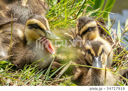 口を開けたカルガモの雛の写真素材