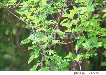 アケビの実 54728100