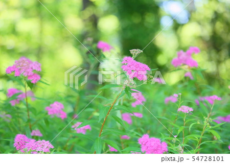 シモツケソウの花 54728101