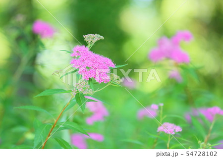 シモツケソウの花 シモツケソウの花 54728102