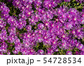 マツバギクの花 54728534