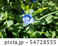 アメリカンブルーの花 54728535