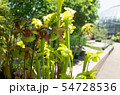 サラセニアの花 54728536