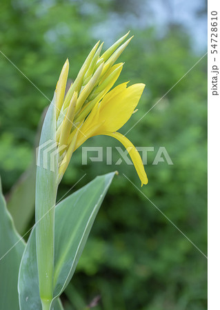 Yellow Indian shot flower. 54728610