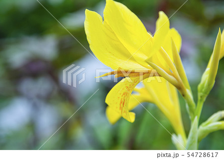 Yellow Indian shot flower. 54728617