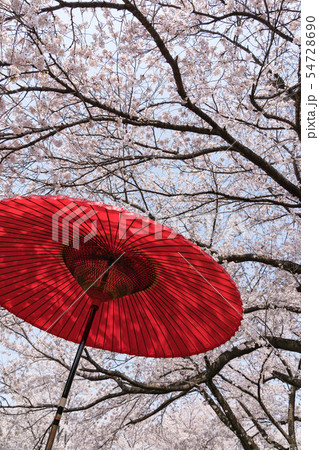 桜　和傘　八代ふるさと公園 54728690