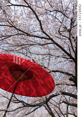 桜　和傘　八代ふるさと公園 54728692