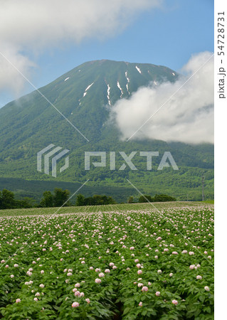 北海道京極町で花が咲いているジャガイモ畑と羊蹄山（蝦夷富士）の夏の風景を撮影 54728731