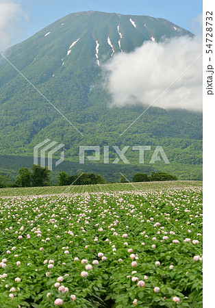 北海道京極町で花が咲いているジャガイモ畑と羊蹄山（蝦夷富士）の夏の風景を撮影 54728732
