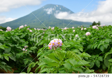 北海道京極町で花が咲いているジャガイモ畑と羊蹄山（蝦夷富士）の夏の風景を撮影 54728739