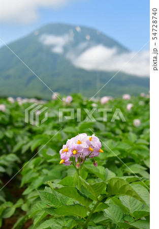 北海道京極町で花が咲いているジャガイモ畑と羊蹄山（蝦夷富士）の夏の風景を撮影 54728740
