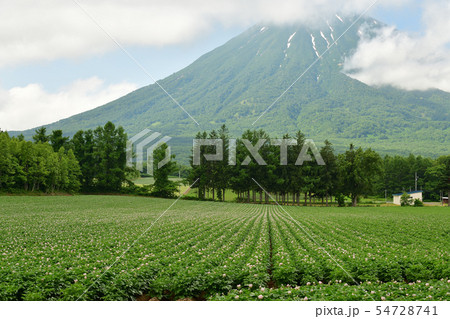 北海道京極町で花が咲いているジャガイモ畑と羊蹄山（蝦夷富士）の夏の風景を撮影 54728741
