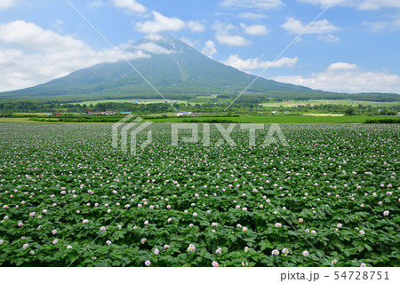 北海道京極町で花が咲いているジャガイモ畑と羊蹄山(蝦夷富士)の夏の風景を撮影 北海道京極町で花が咲いているジャガイモ畑と羊蹄山(蝦夷富士)の夏の風景を撮影 54728751