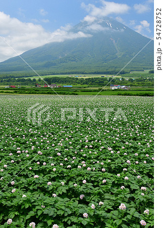 北海道京極町で花が咲いているジャガイモ畑と羊蹄山(蝦夷富士)の夏の風景を撮影 北海道京極町で花が咲いているジャガイモ畑と羊蹄山(蝦夷富士)の夏の風景を撮影 54728752