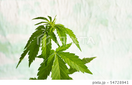 Industrial hemp cannabis plant against bright Industrial hemp cannabis plant against bright 54728941