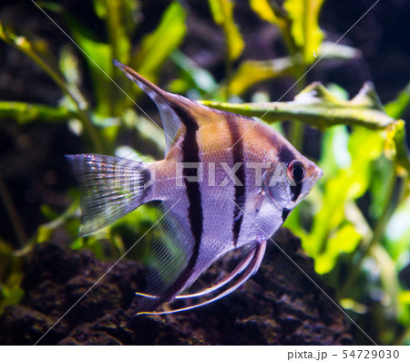 シクリッド類熱帯魚 シクリッド類熱帯魚 54729030