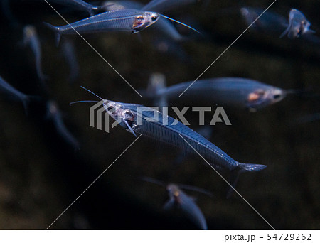 熱帯魚グラスフィッシュ 熱帯魚グラスフィッシュ 54729262