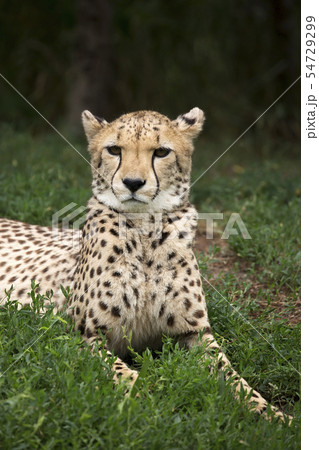 Cheetah a portrait  54729299