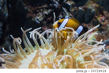 海水魚クラウンフィッシュ 海水魚クラウンフィッシュ 54729418