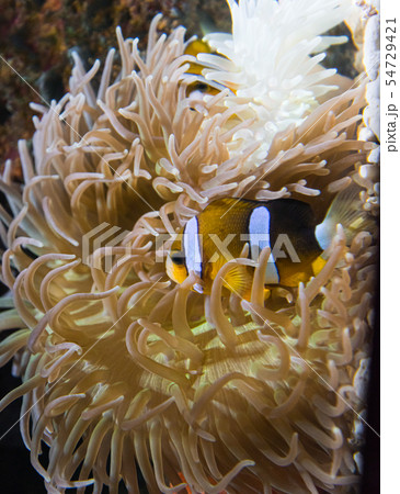 海水魚クラウンフィッシュ 海水魚クラウンフィッシュ 54729421