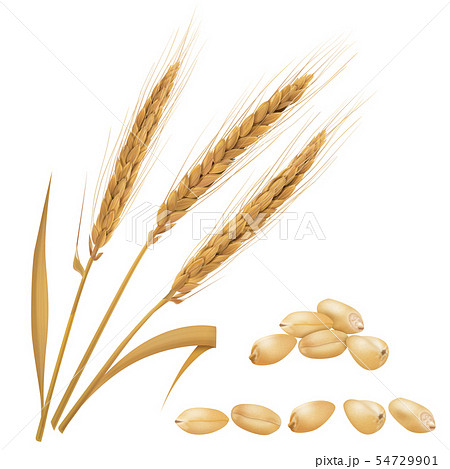 小麦のイラスト素材