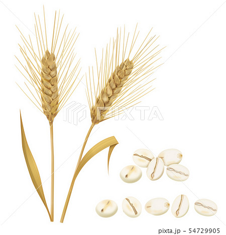 大麦のイラスト素材