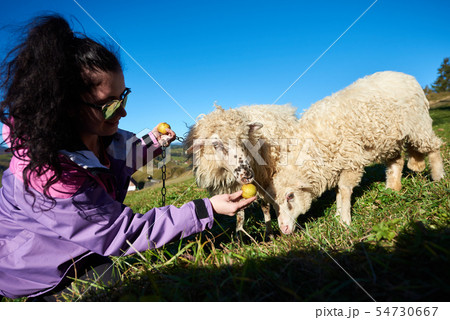 Young smiling woman in sunglasses giving apples to white sheep grazing in green grassy meadow. 54730667