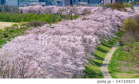 淀川河川公園 背割堤地区の桜 54730925