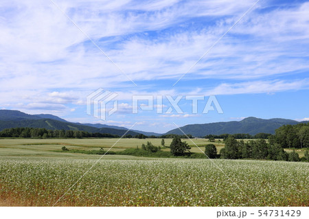 北海道　幌加内　ソバ畑の広がる風景（満開） 54731429