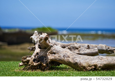 流木 流木 54732029