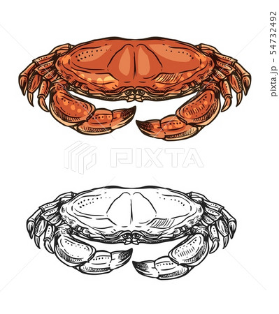 Crab, sea animal and ocean shellfish. Seafood Crab, sea animal and ocean shellfish. Seafood 54732492
