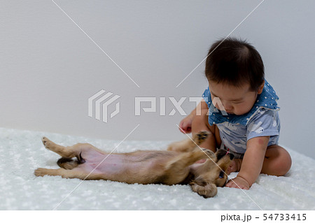 お座りする赤ちゃんと愛犬 54733415
