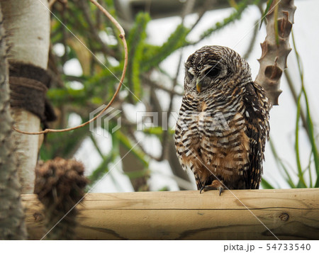 アカアシモリフクロウ アカアシモリフクロウ 54733540