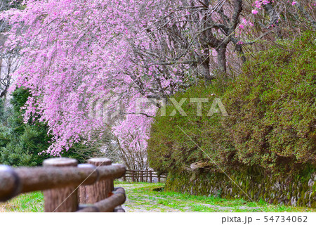 御調八幡宮の桜 御調八幡宮の桜 54734062