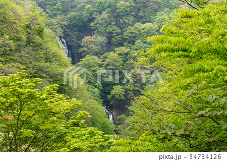 栃木県日光市　霧降ノ滝　（5月） 54734126
