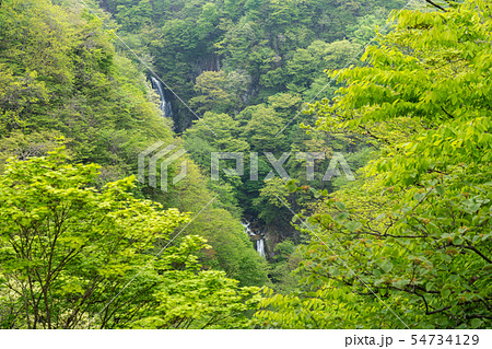 栃木県日光市 霧降ノ滝 (5月) 栃木県日光市 霧降ノ滝 (5月) 54734129